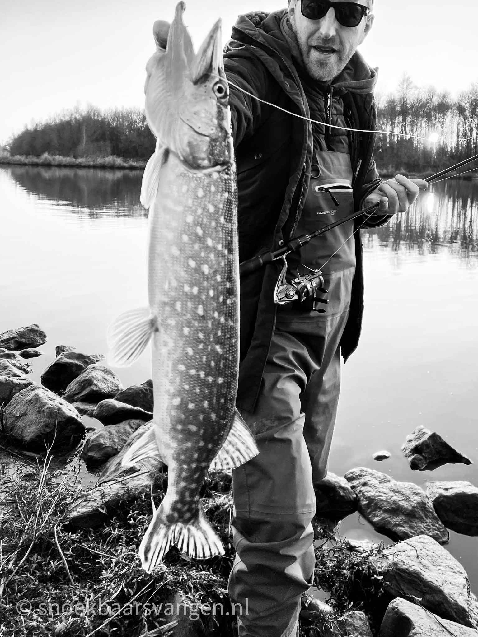 Vissen Op Snoekbaars Met Grote Shads In De Winter Snoekbaars Vangen