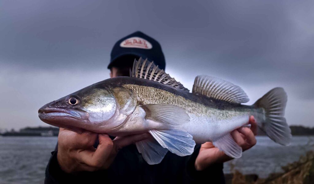 Snoekbaars vangen