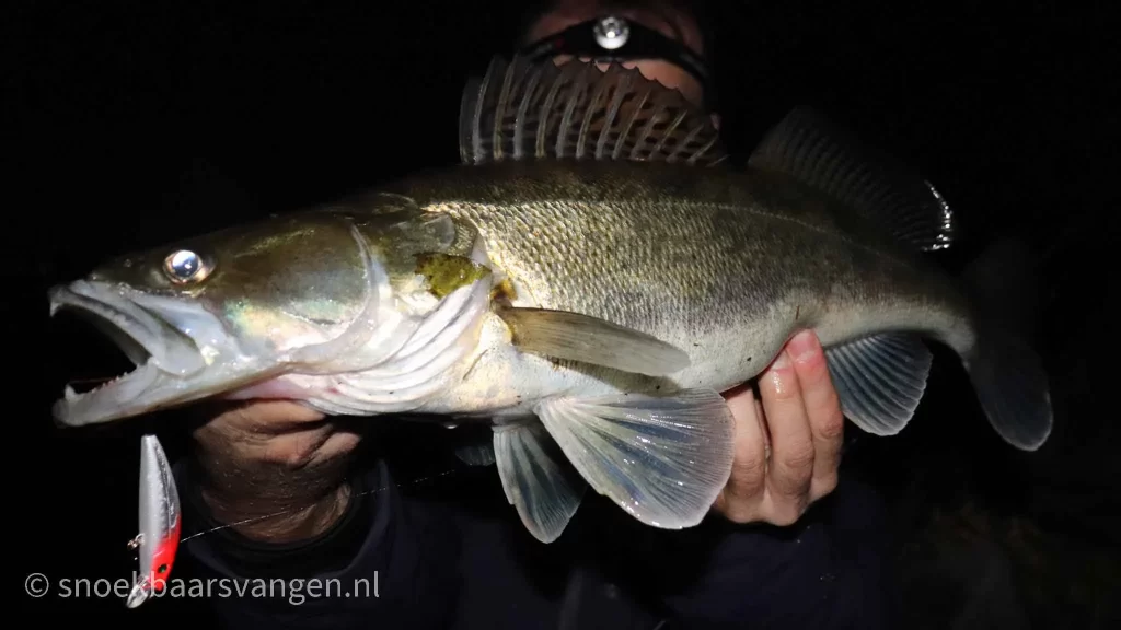 Nachtvissen op snoekbaars in November 