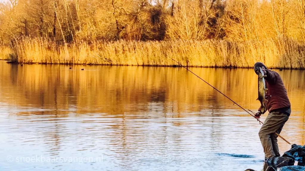 snoek tijdens het gouden uur