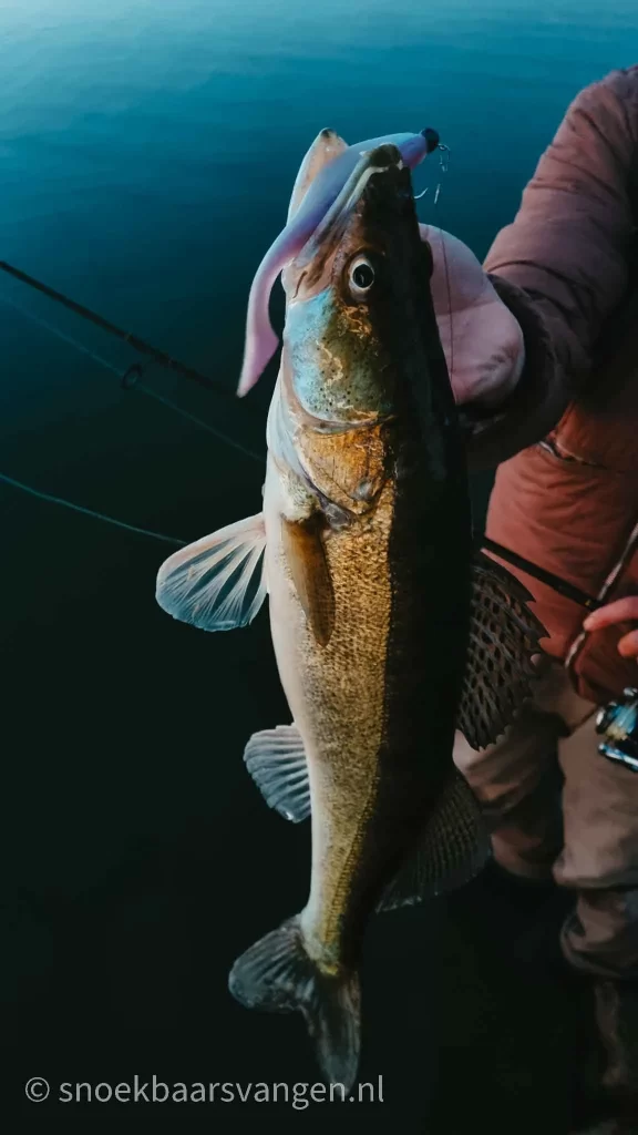 Snoekbaars op een grote shad