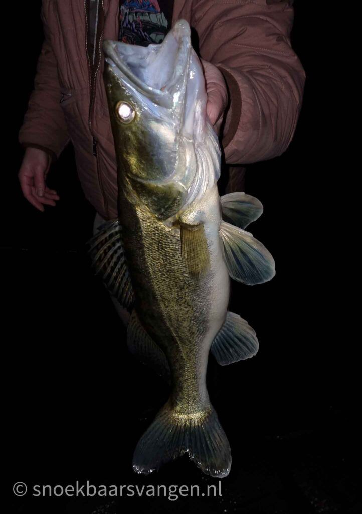 Vissen op snoekbaars met grote shads 'snacht