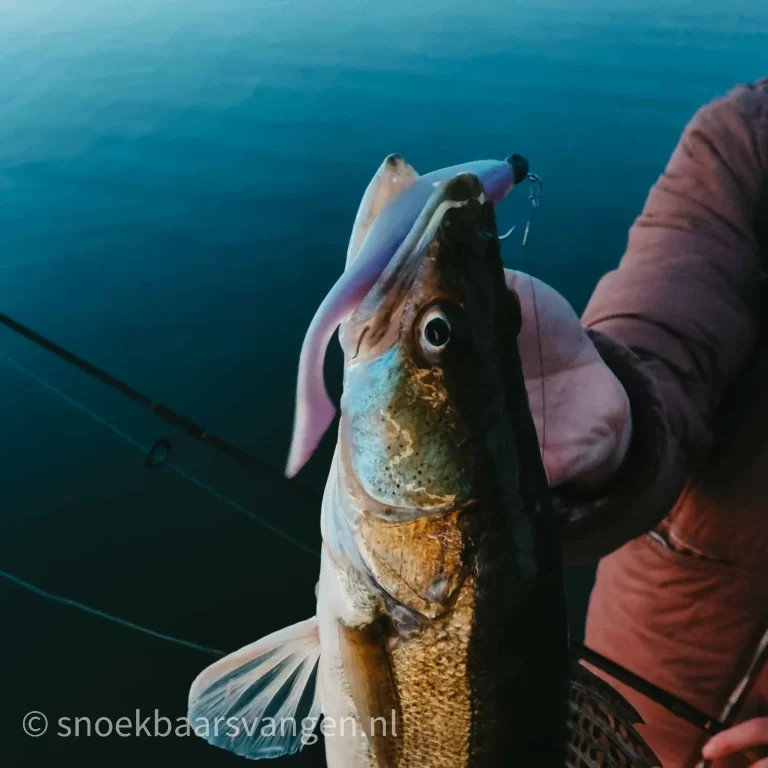 Vissen-op-snoekbaars-met-grote-shads-6